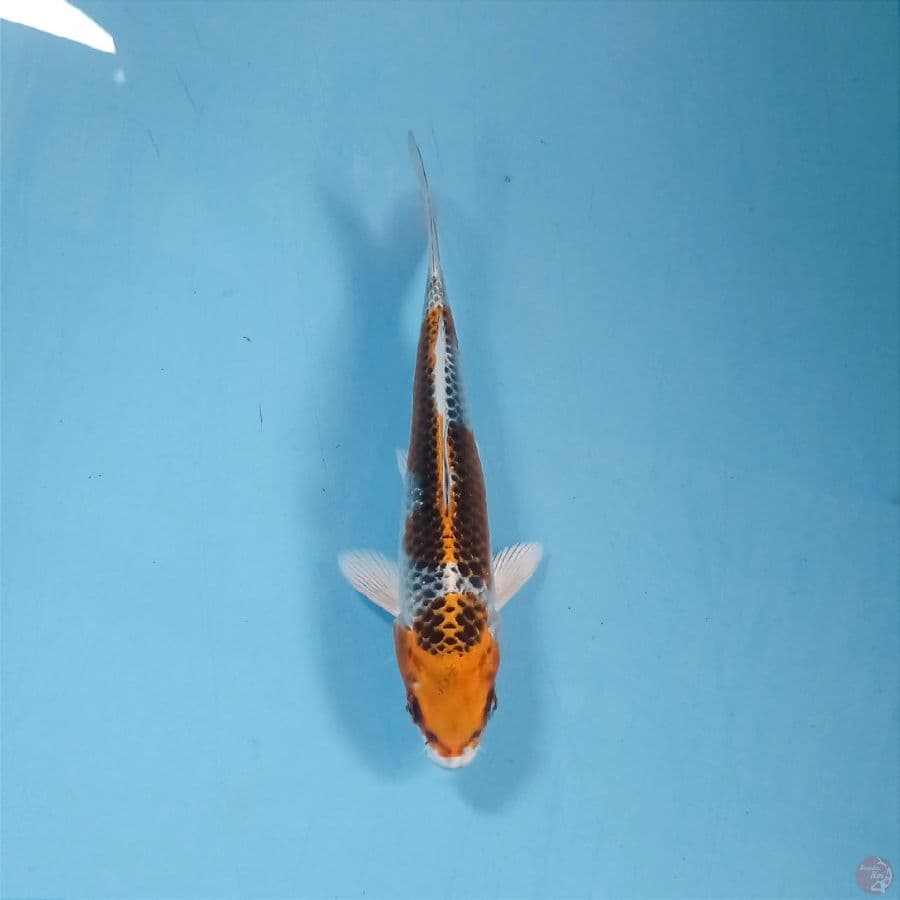 kujaku, 15 cm