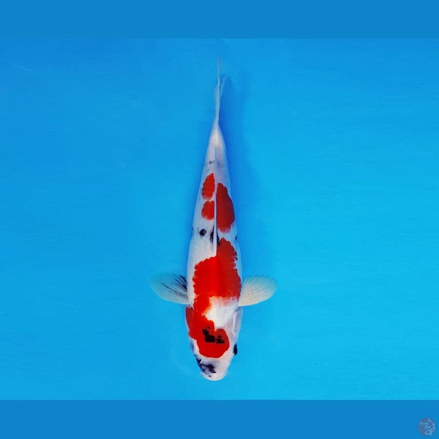 MARUBENI 7 - Showa Evolution 26 cm/fm ®