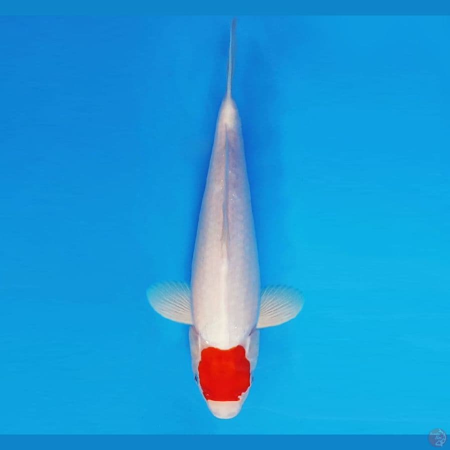 MARUBENI 9 - Tancho 31 cm/fm ®