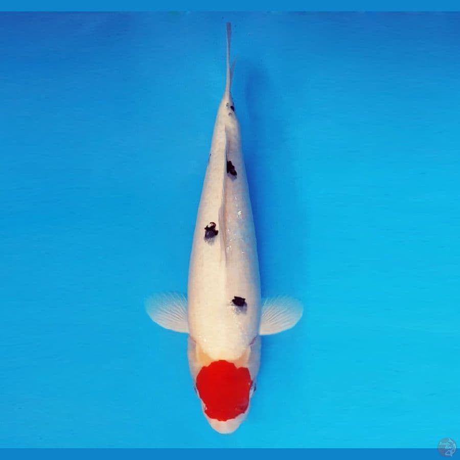 MARUBENI 10 - Tancho sanke 38 cm/male ®