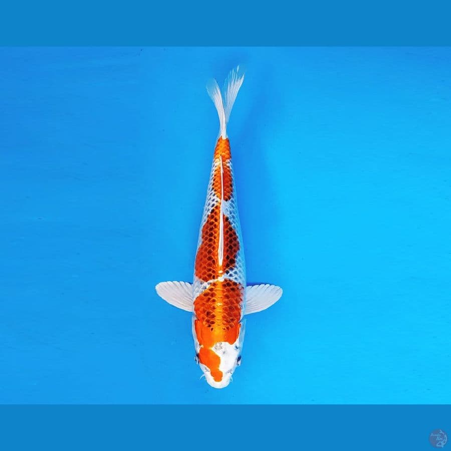 MARUBENI 11 - Kujaku 30 cm/fm ®