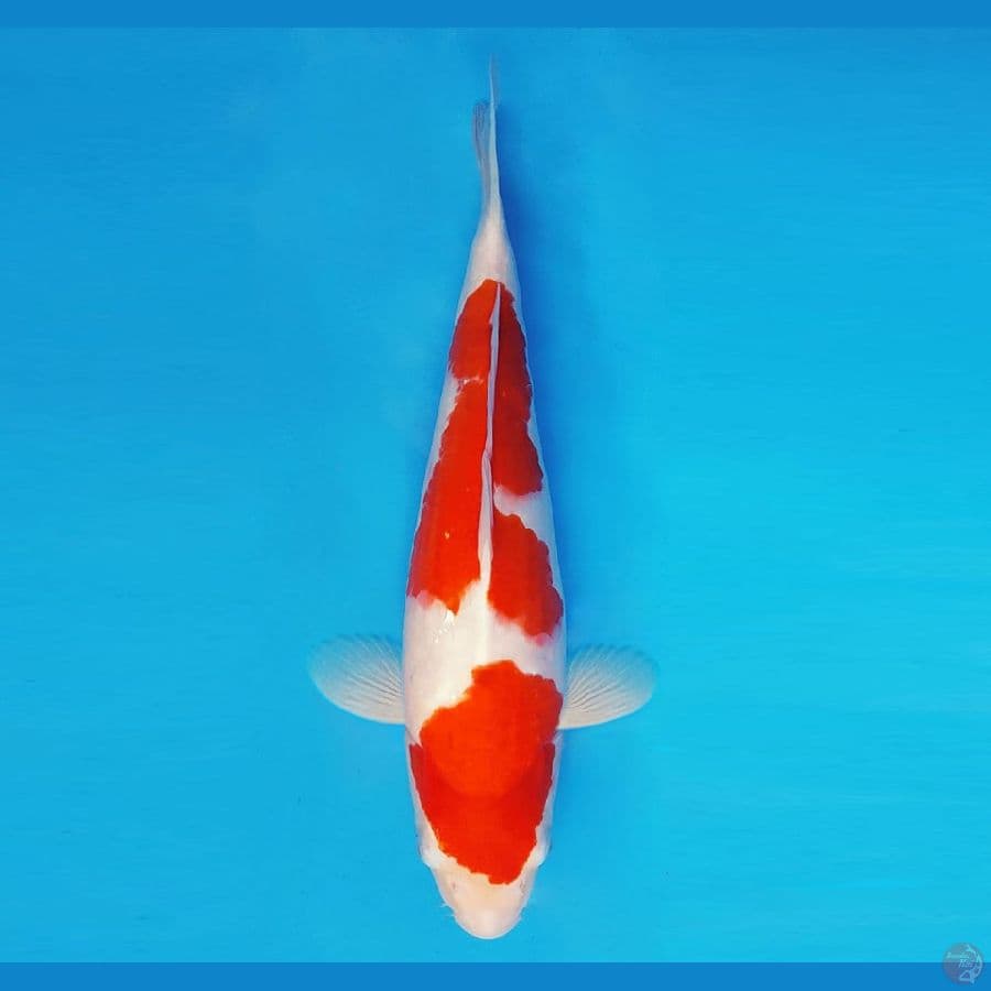MARUBENI 12 - Kohaku 37 cm/fm ®