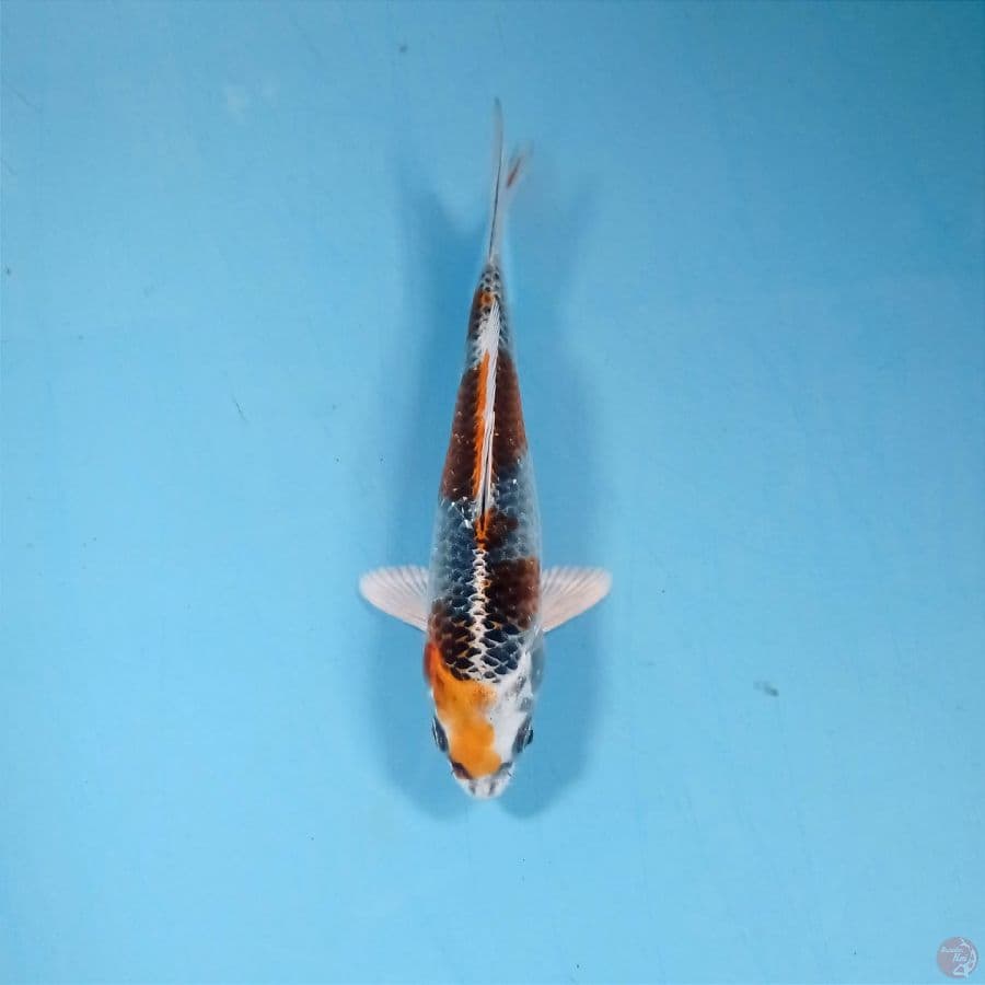 kujaku, 15 cm