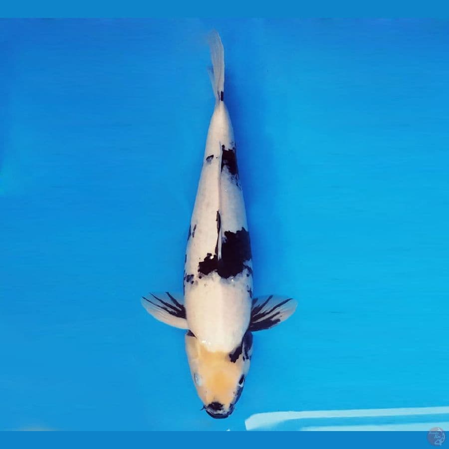 MARUBENI 13 - Shiro Evolution 36 cm/fm ®