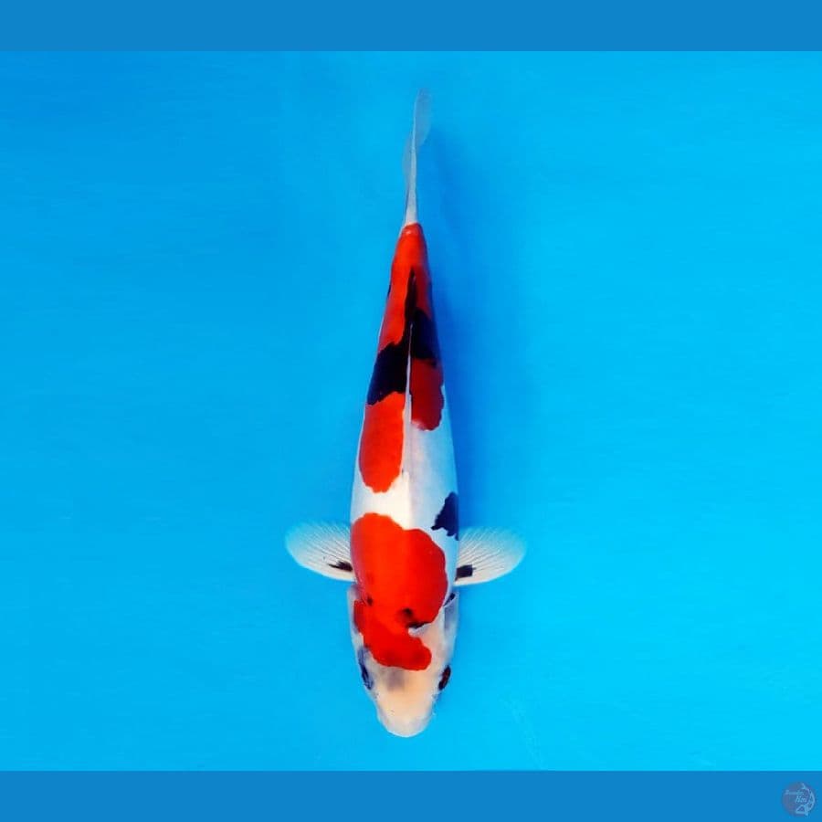 MARUBENI 14 - Showa Doitsu Evo 27 cm/male ®