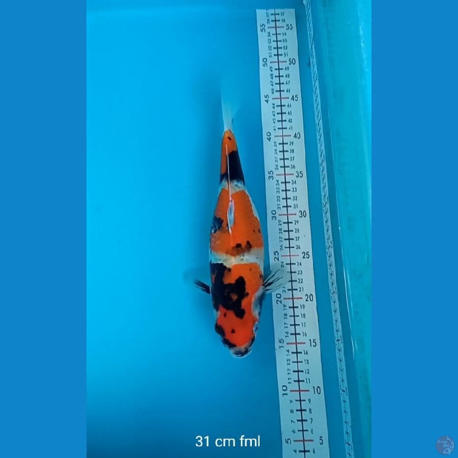 SOWA BULKY 31 CM