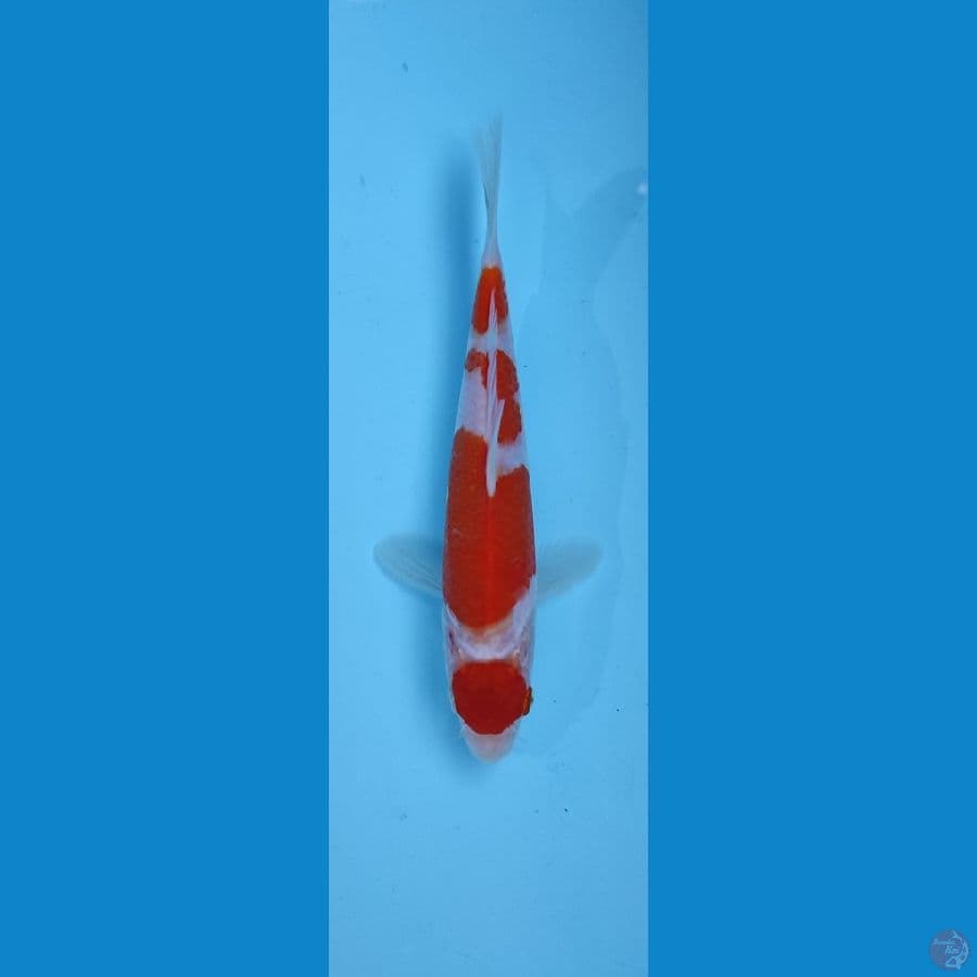 maruten kohaku 19cm