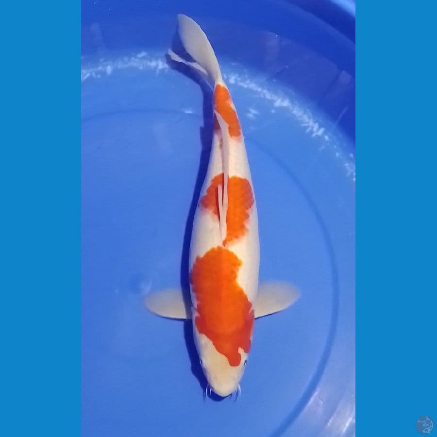 kohaku F 41
