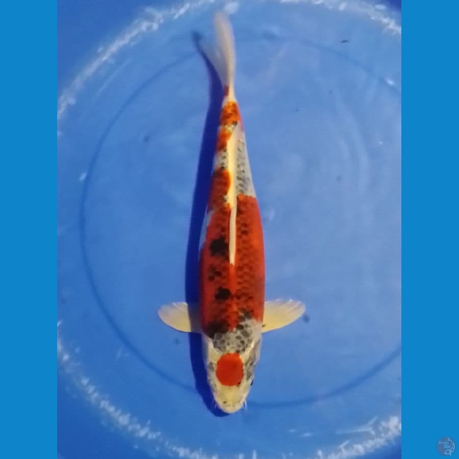 maruten red kujaku ori
