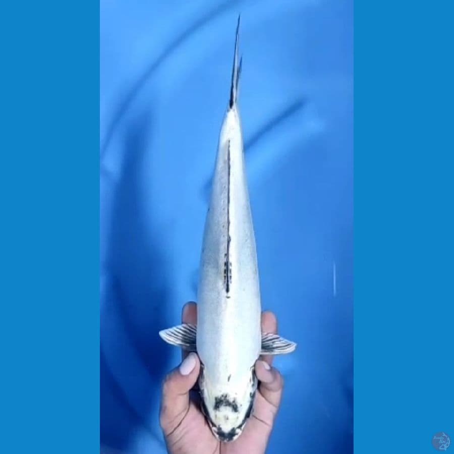 Rare kikokuryu doitsu murni