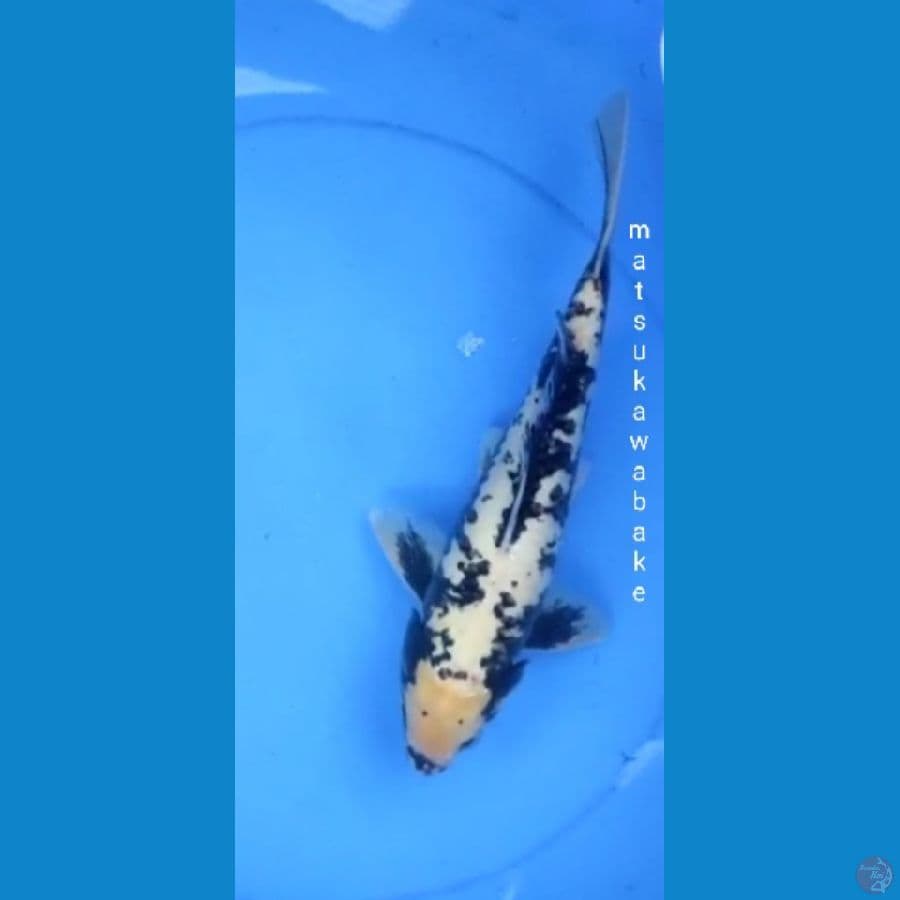 Matsukawabake 32 cm