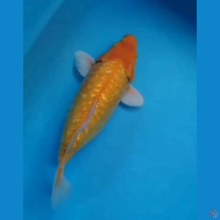 Short Body Karashi ginrin