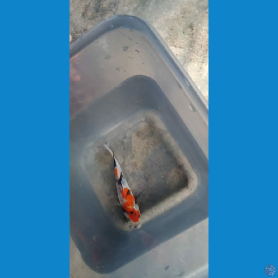 showa 9 cm