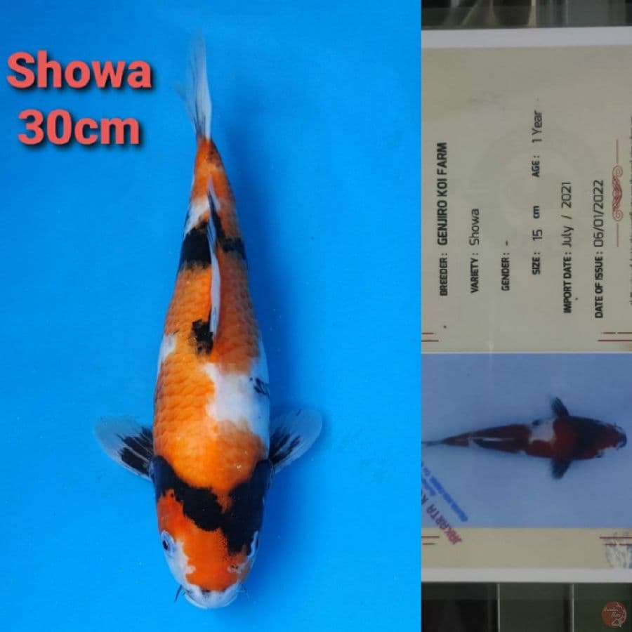 GENJIRO SHOWA 30CM SERTI