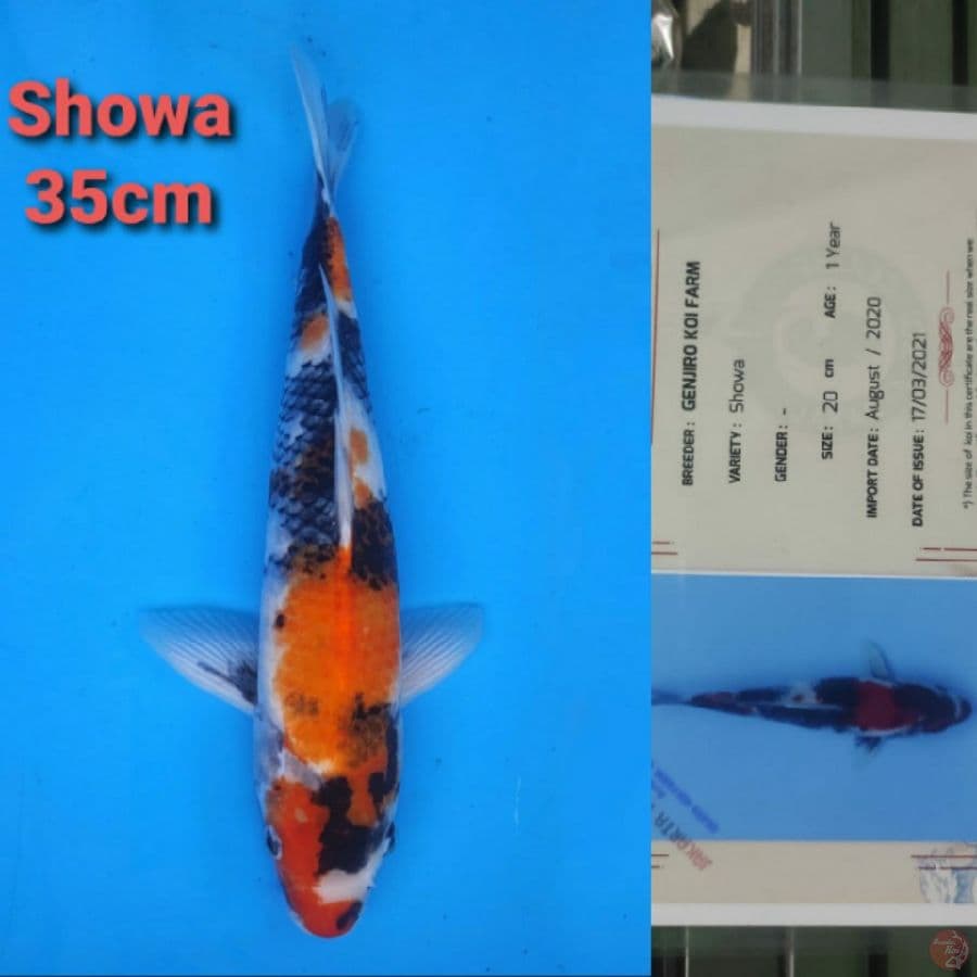 GENJIRO SHOWA 35CM SERTI