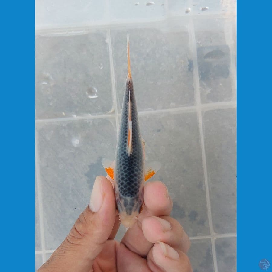 ASAGI BAHAN SQ 11CM calon joss
