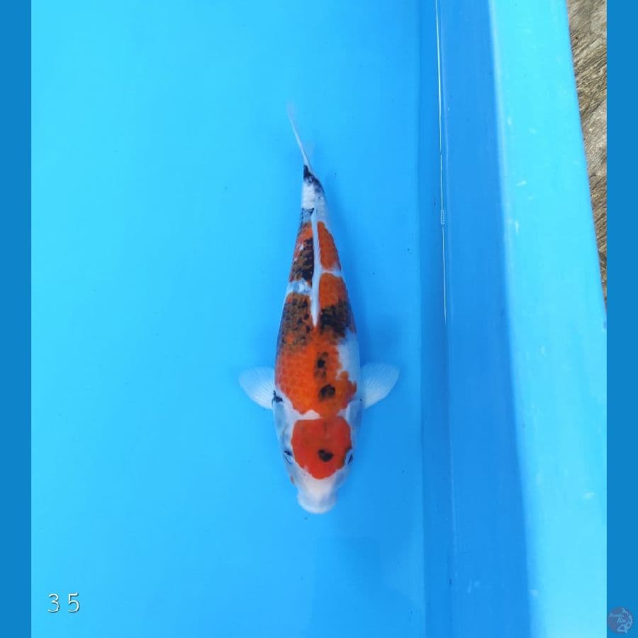 SHOWA 35 CM