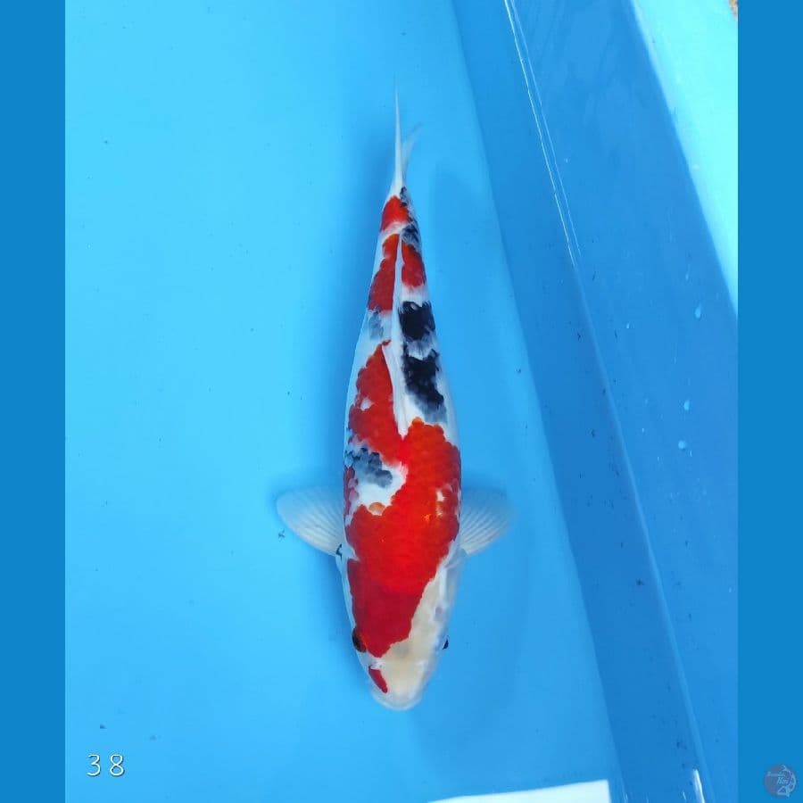 SHOWA 38 CM