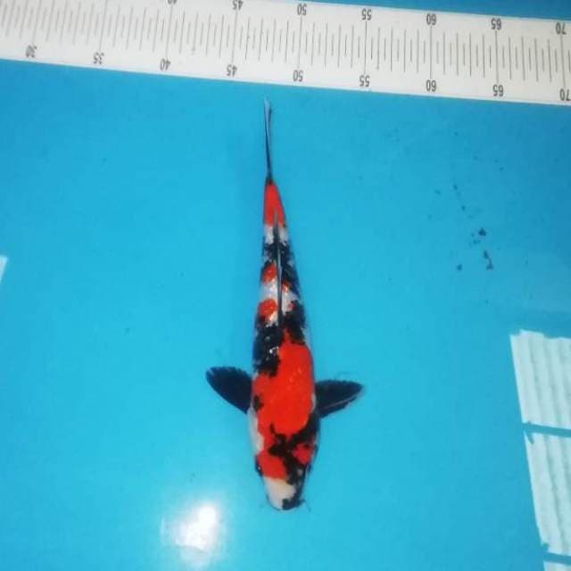 26cm Showa Garang