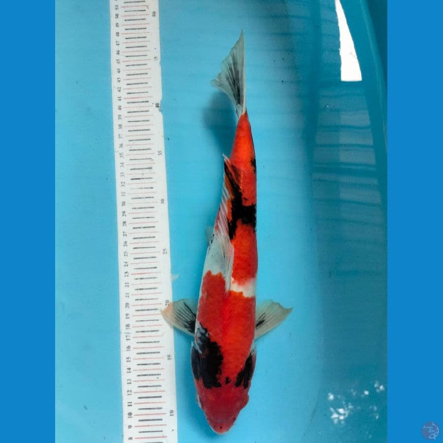 Showa 34 cm