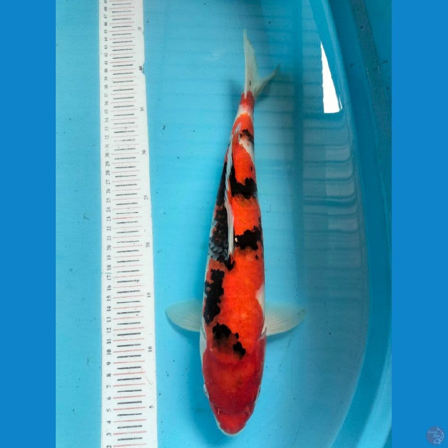 Showa 37 cm