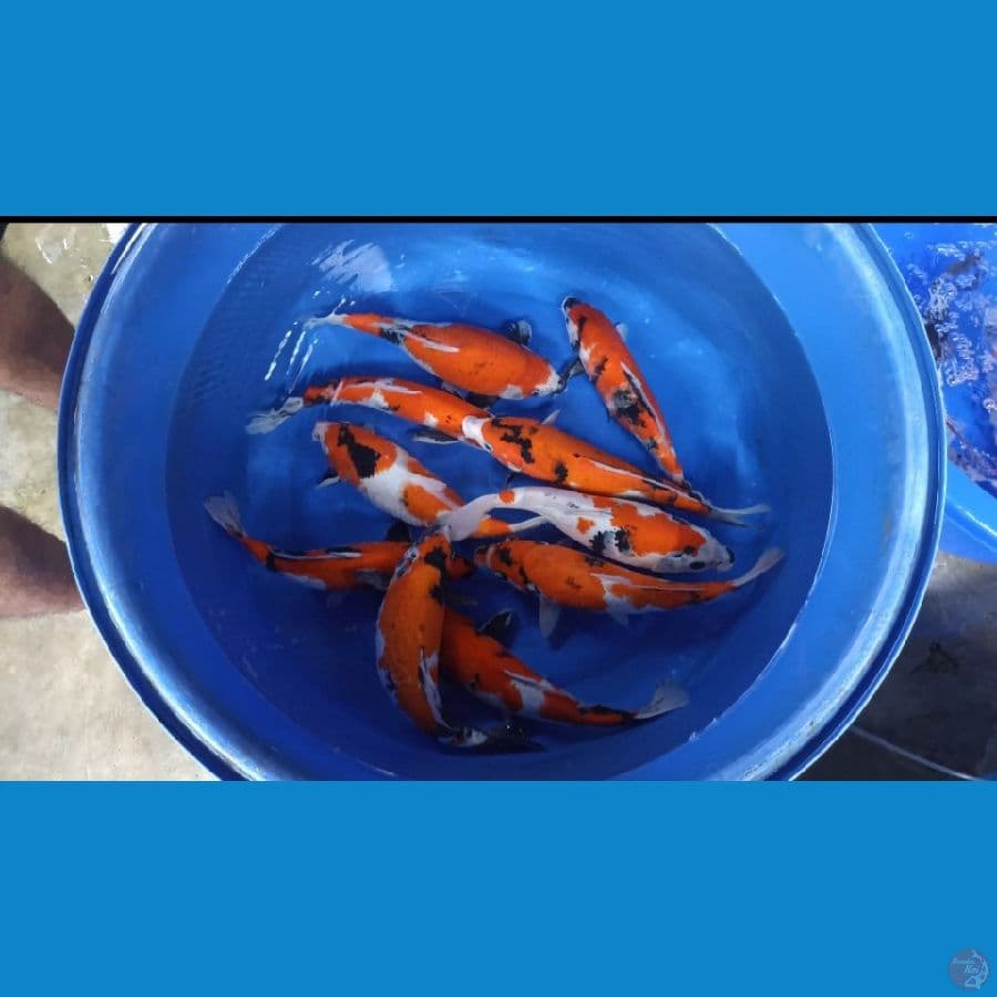 10 Ekor prospek jumbo