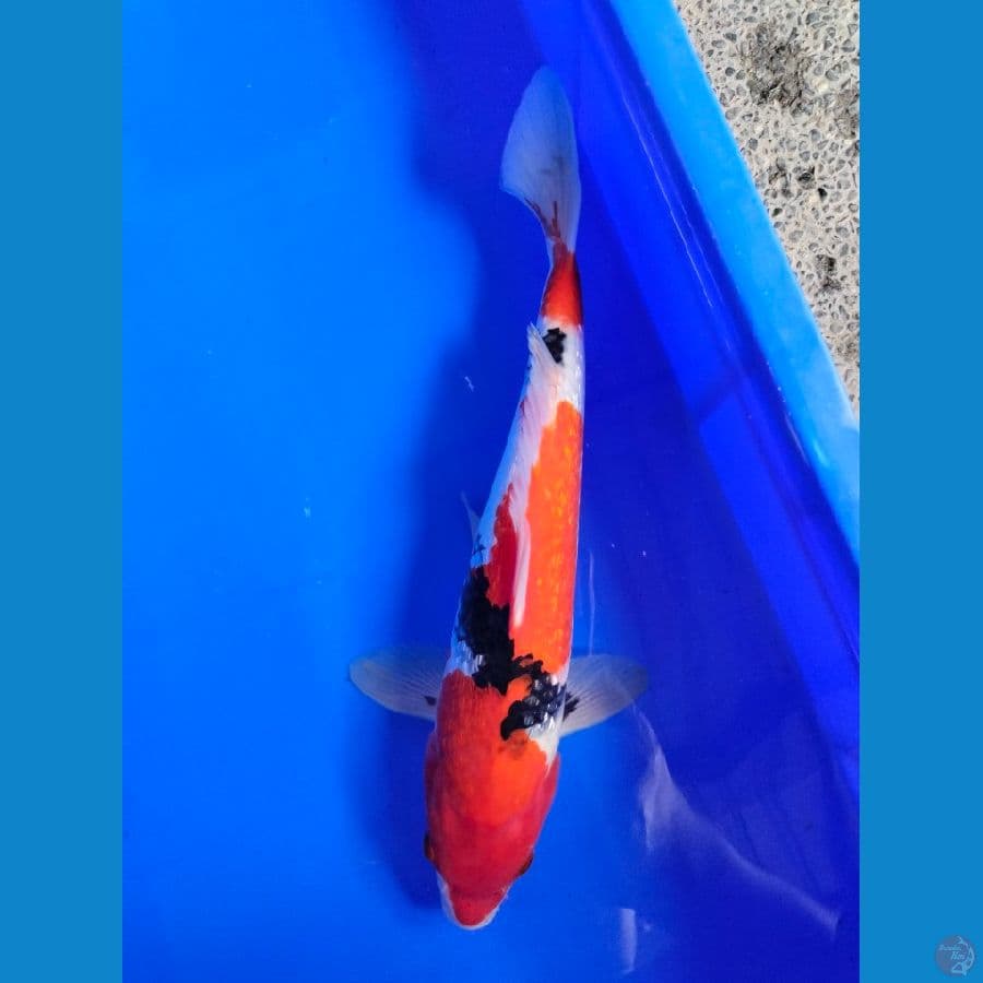 Showa Ginrin 34 cm