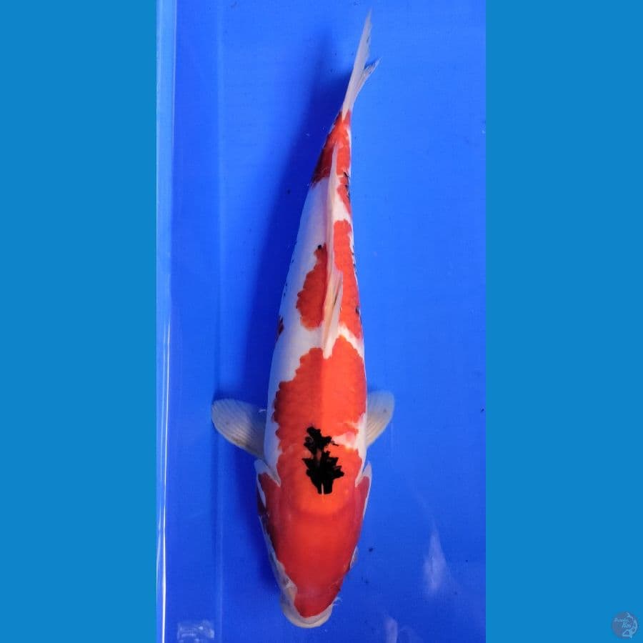 Showa 38 cm