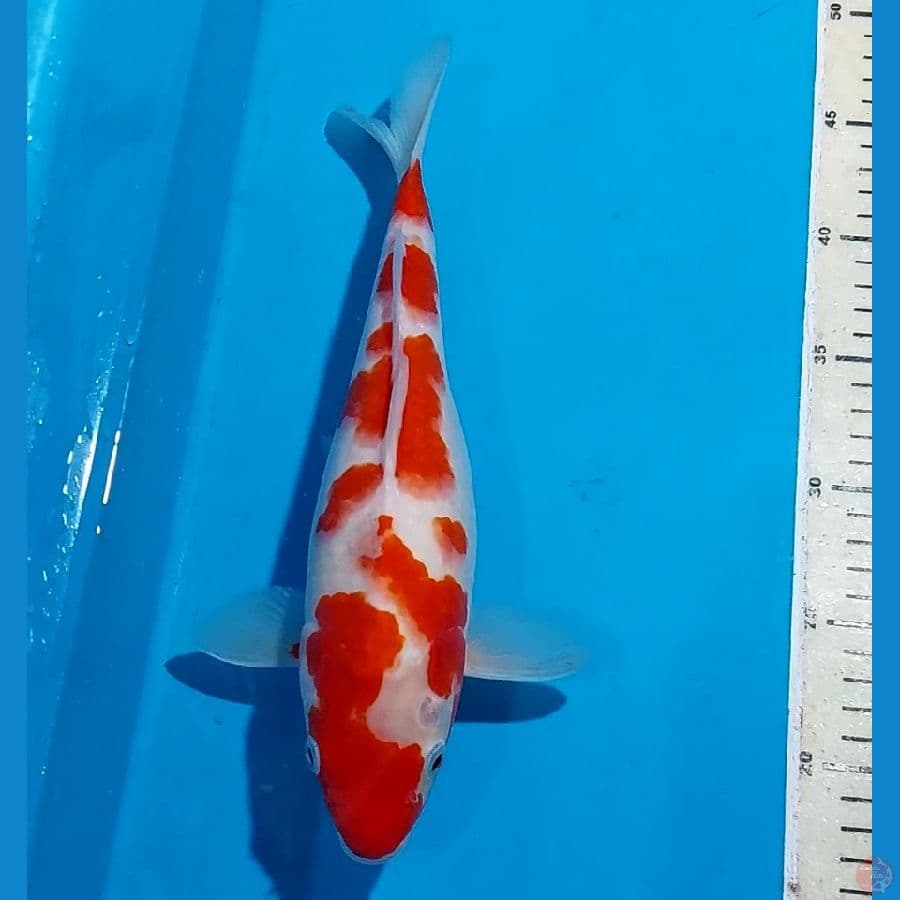 KOHAKU 31 CM