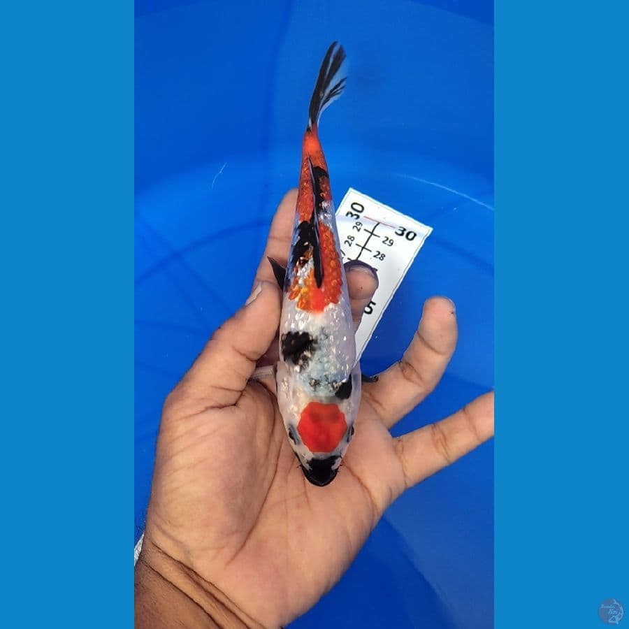 Maruten Showa Ginrin 17cm Ori
