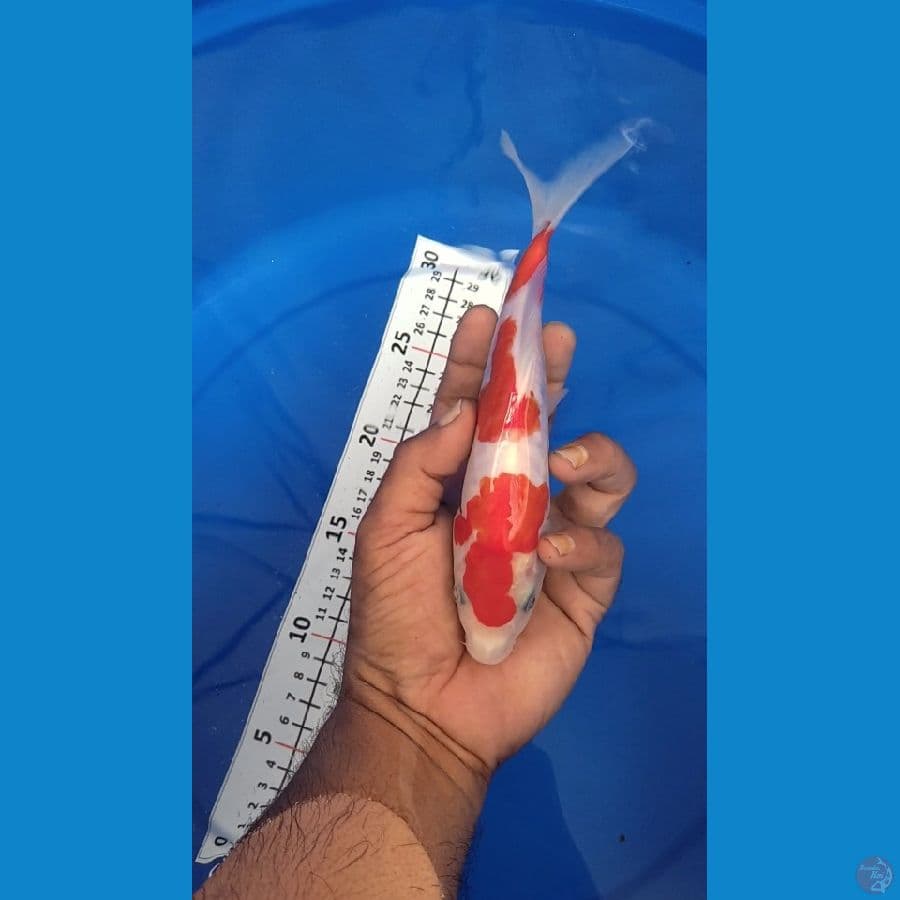Kohaku HQ Doitsu Aragoke 18cm Ori