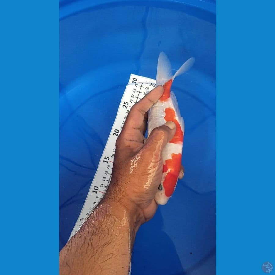 Kohaku HQ Doitsu Aragoke 18cm Ori