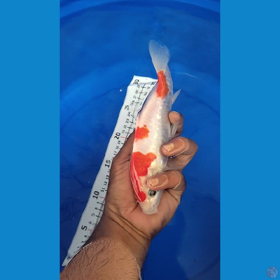 Kohaku HQ Doitsu Aragoke 18cm Ori
