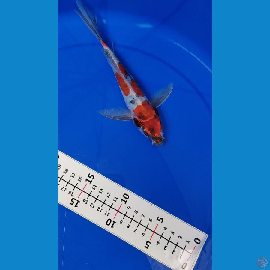 Kimpay Doitsu Kin Showa 20cm