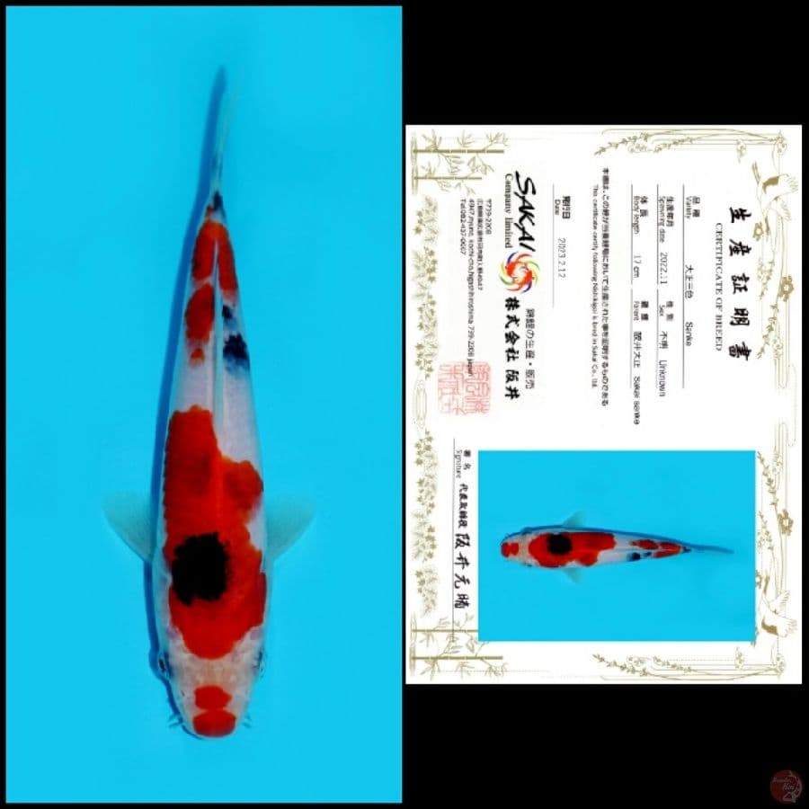 Sanke Sakai 17cm
