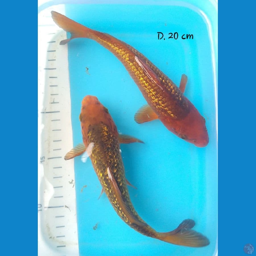 Chagoi Karamel 20cm