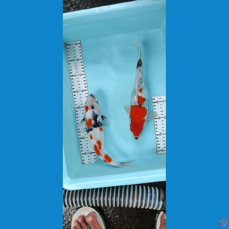 showa 28cm