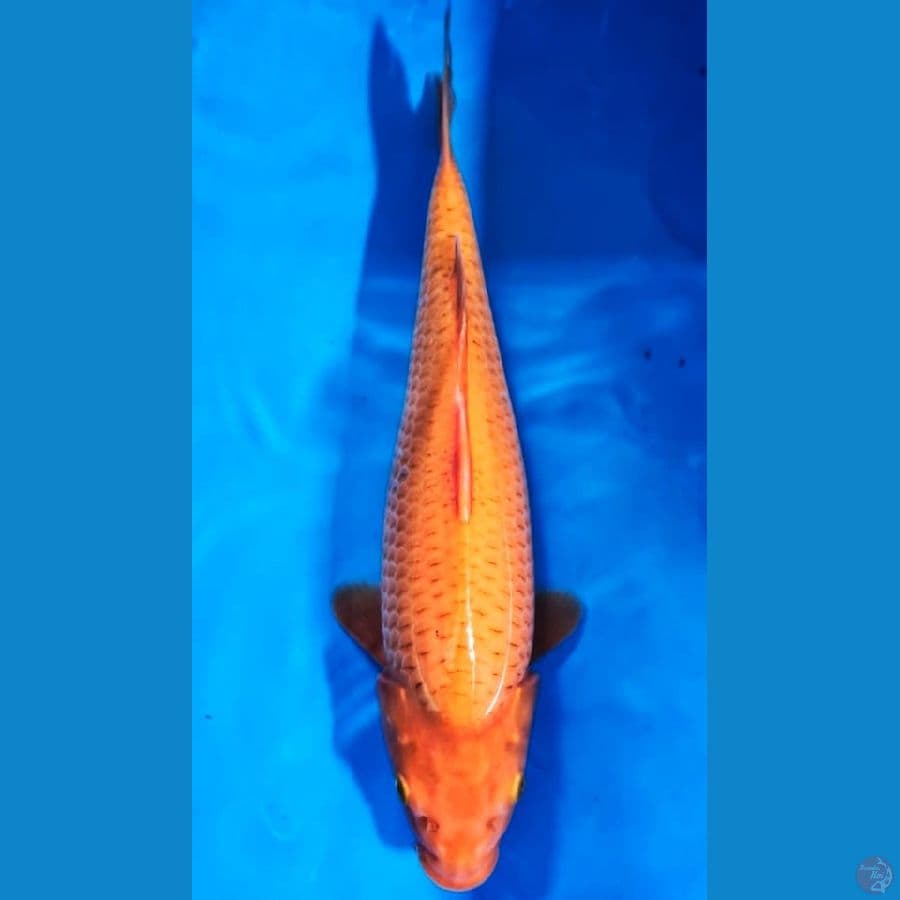 Caramel 35cm