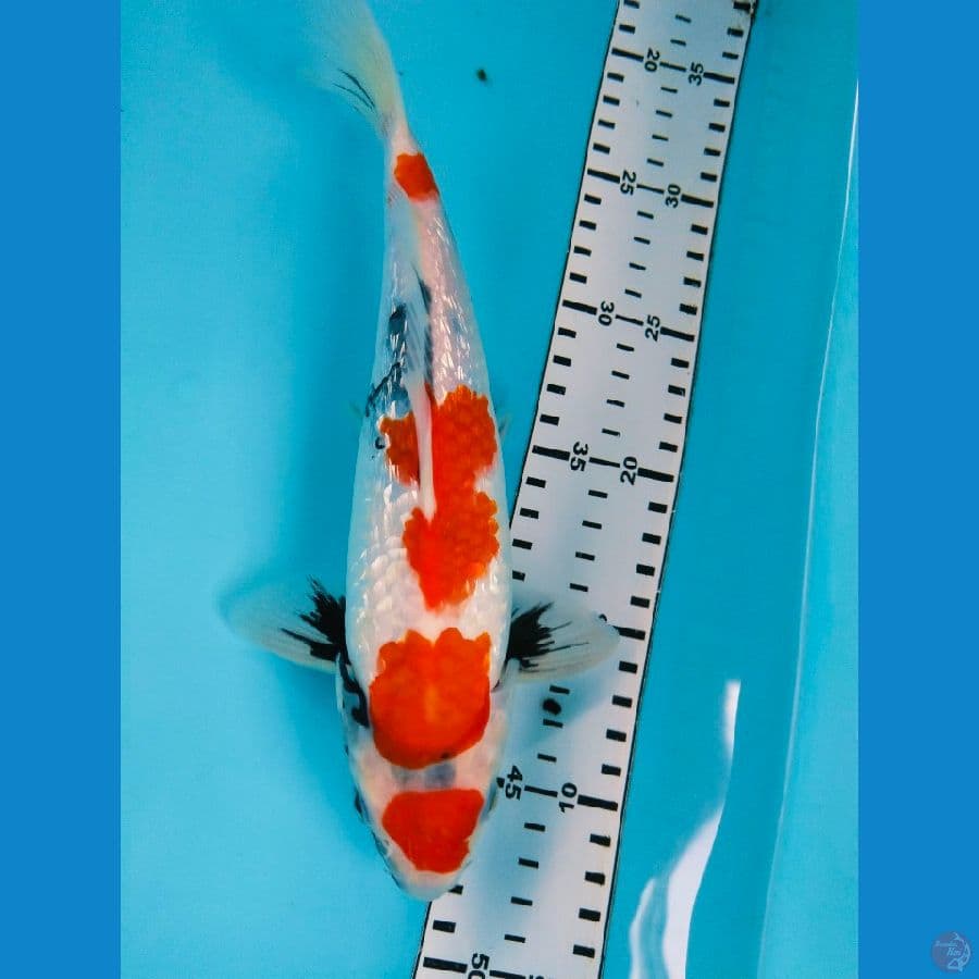 showa ginrin 25cm