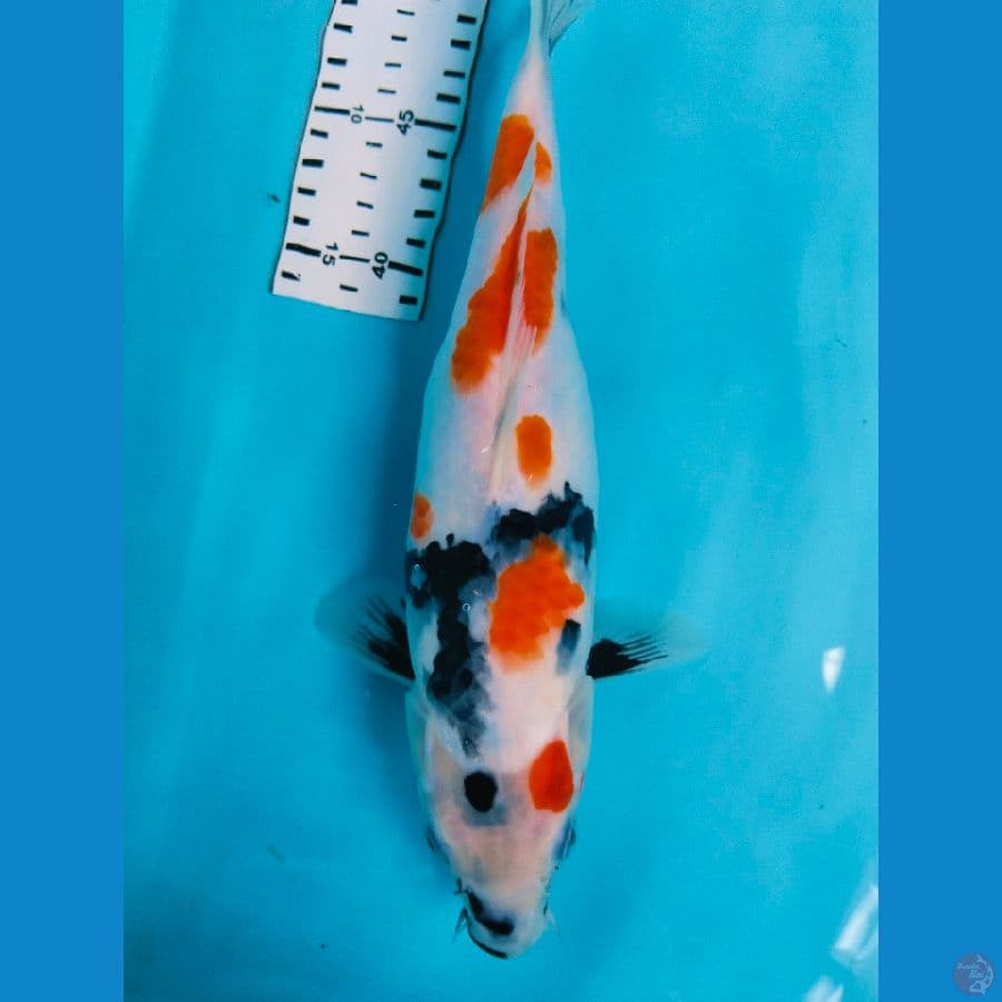 showa 29cm