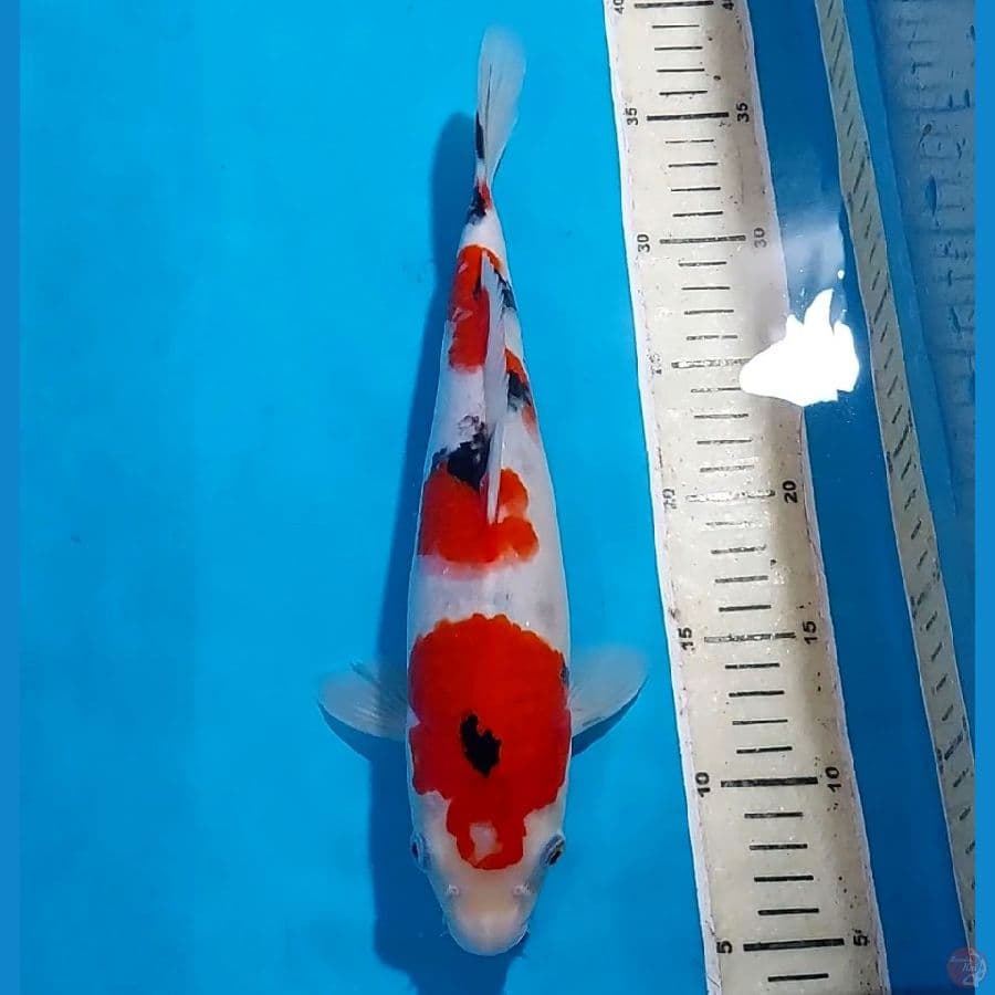 SANKE 31 CM