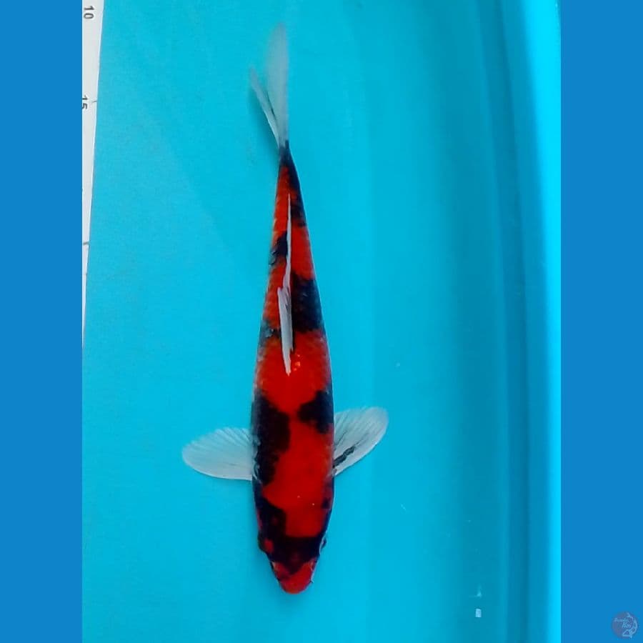 Hikari Hishowa Ori 28cm (Male)