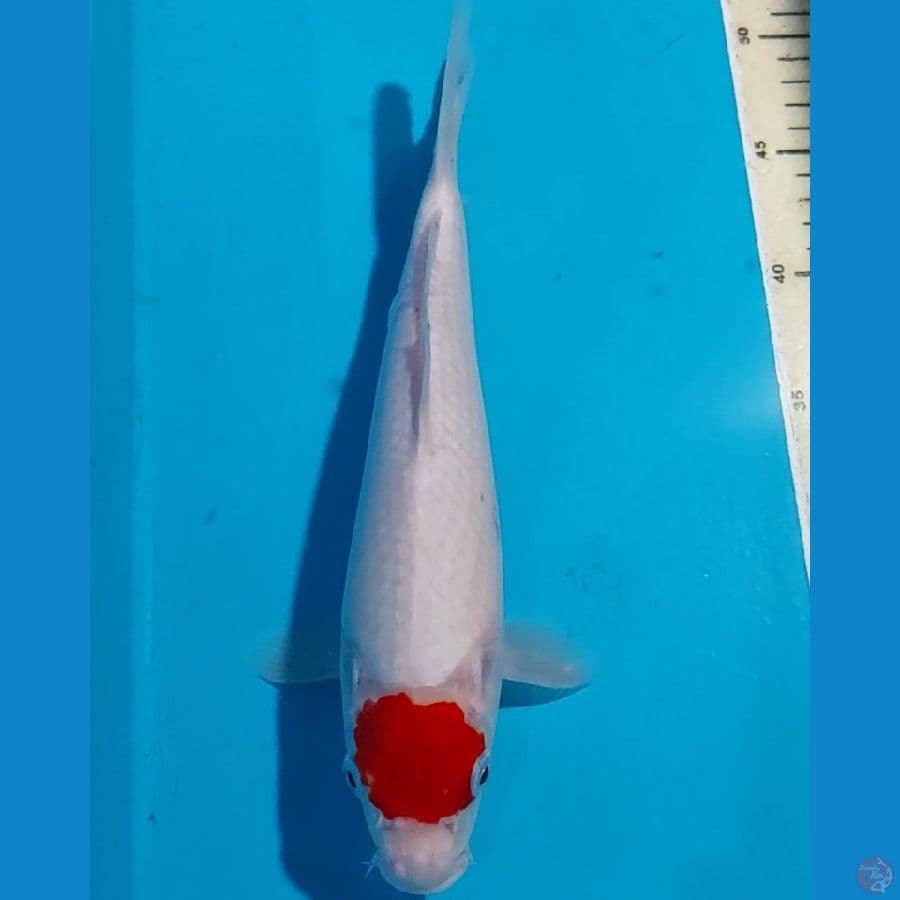 TANCHO ORI 30 CM