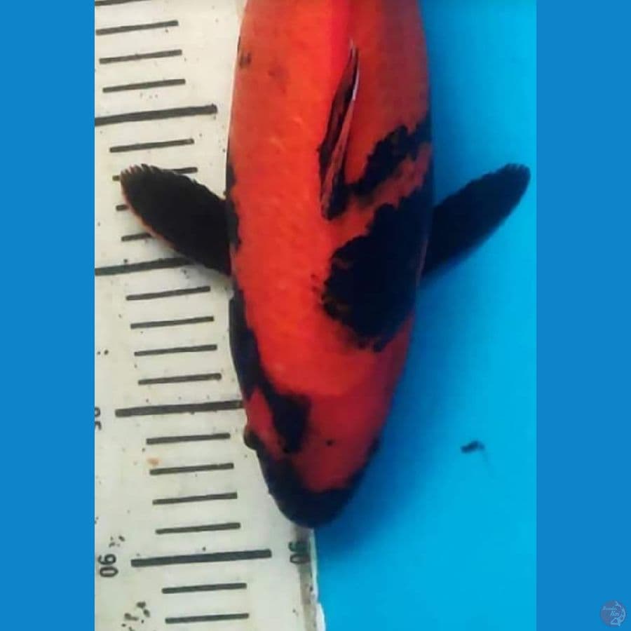 Hiutsuri 33 cm