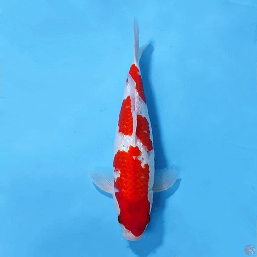 GINRIN GOSHIKI ORIGINAL 35CM FEMALE