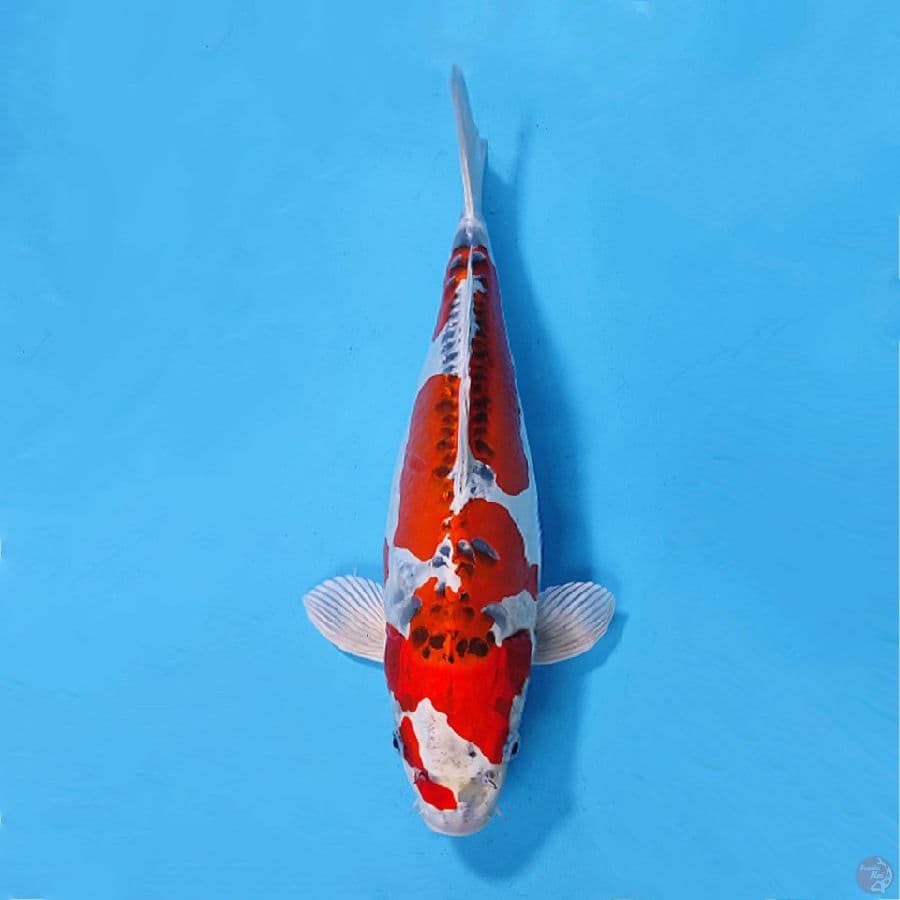 KUJAKU DOITSU BULKY 41CM FEMALE