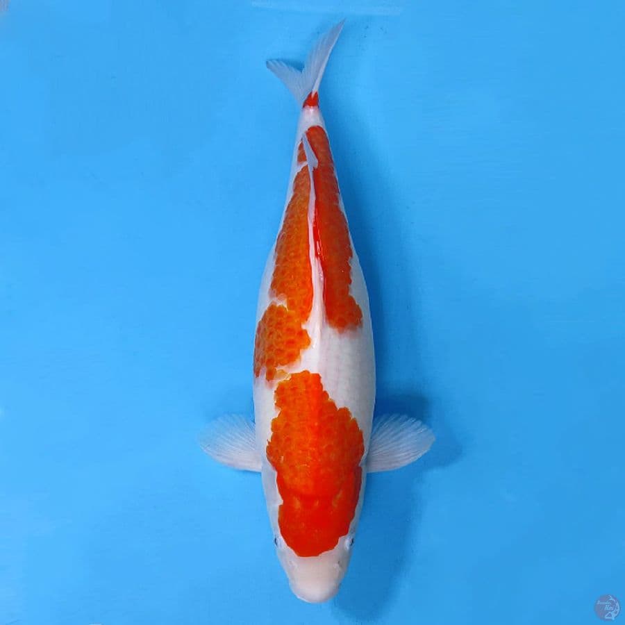 1.53CM KOHAKU JUMBO FEMALE
