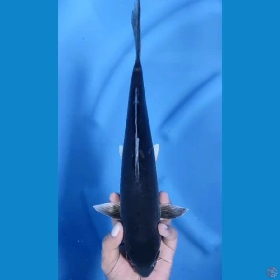 karasu doitsu rare