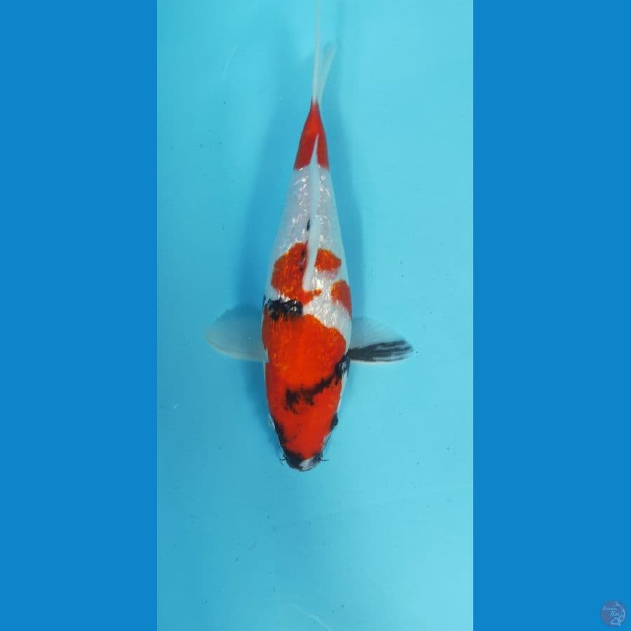 SHOWA GINRIN SB 27CM MALE