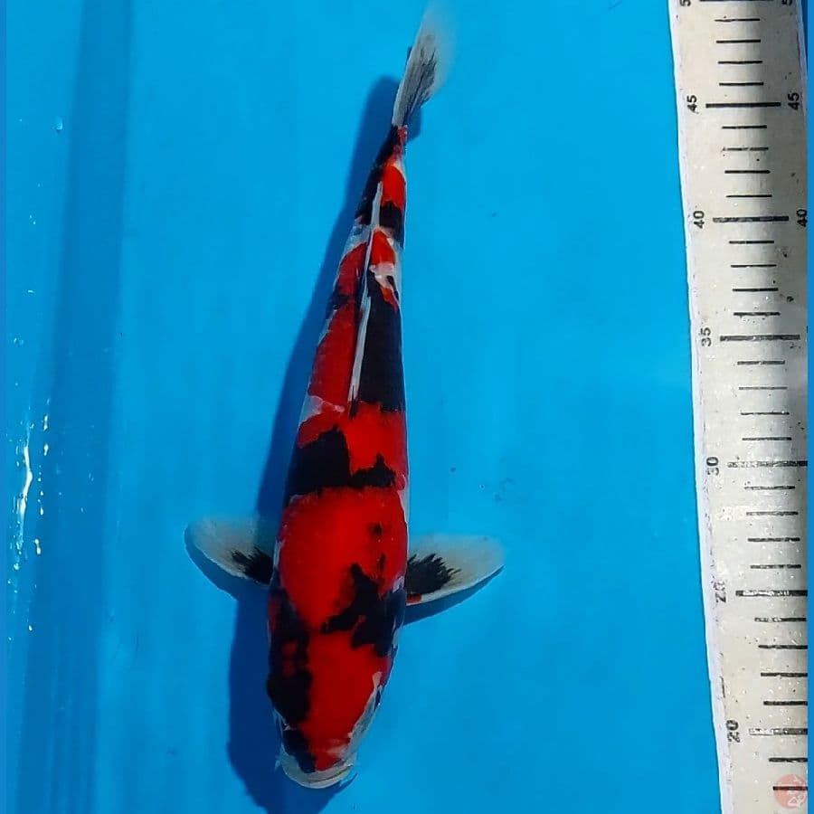 SHOWA 30 cm
